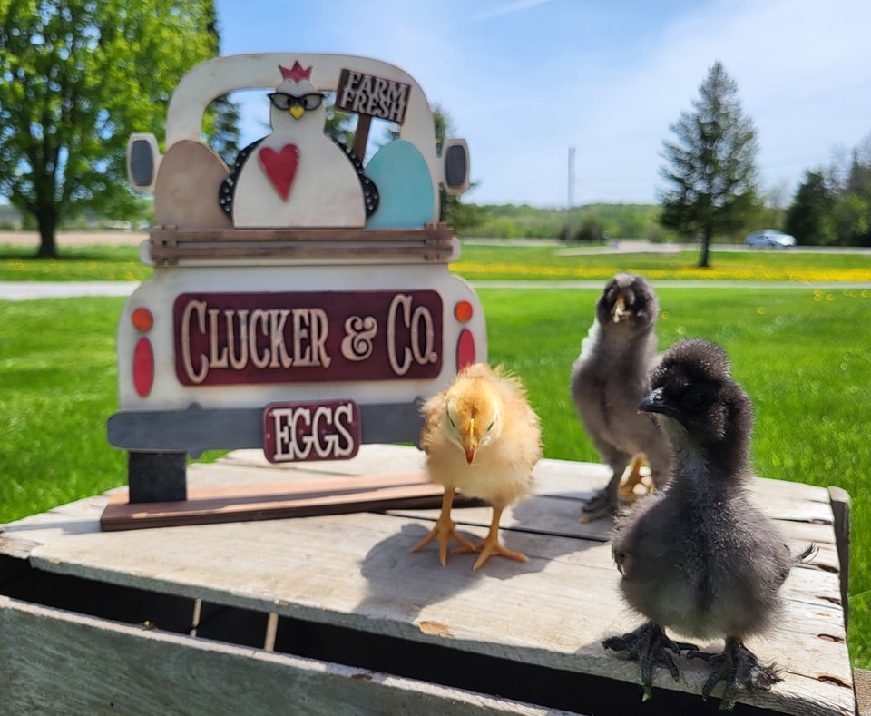 Cluck & Co Truck